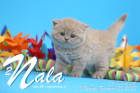 Nala ist 5 Wochen alt ( 25.02.2022 )