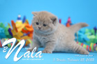 Nala ist 5 Wochen alt ( 25.02.2022 )