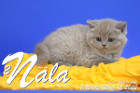 Nala ist 7 Wochen alt ( 12.03.2022 )