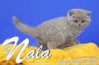 Nala ist 7 Wochen alt ( 12.03.2022 )