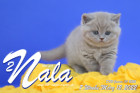 Nala ist 7 Wochen alt ( 12.03.2022 )