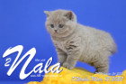 Nala ist 7 Wochen alt ( 12.03.2022 )