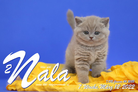 Nala ist 7 Wochen alt ( 12.03.2022 )