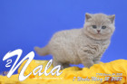 Nala ist 7 Wochen alt ( 12.03.2022 )