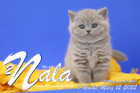 Nala ist 7 Wochen alt ( 12.03.2022 )