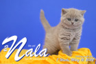 Nala ist 7 Wochen alt ( 12.03.2022 )