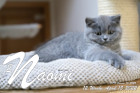 Naomi ist 12 Wochen alt ( 15.04.2022 )
