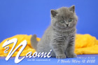 Naomi ist 7 Wochen alt ( 12.03.2022 )