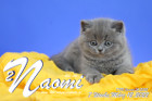 Naomi ist 7 Wochen alt ( 12.03.2022 )