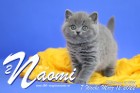 Naomi ist 7 Wochen alt ( 12.03.2022 )