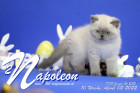 Napoleon ist 10 Wochen alt ( 02.04.2022 )