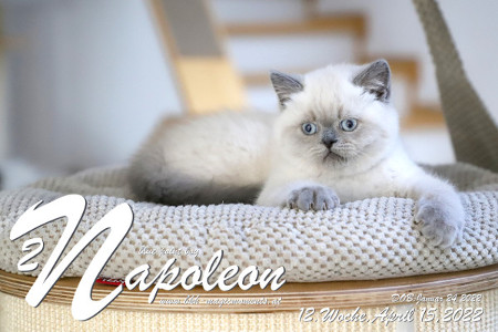 Napoleon ist 12 Wochen alt ( 15.04.2022 )