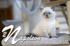 Napoleon ist 12 Wochen alt ( 15.04.2022 )