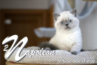 Napoleon ist 12 Wochen alt ( 15.04.2022 )