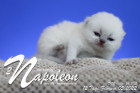 Napoleon ist 12 Tage alt ( 05.02.2022 )