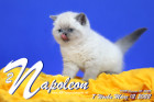Napoleon ist 7 Wochen alt ( 12.03.2022 )