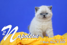 Napoleon ist 7 Wochen alt ( 12.03.2022 )