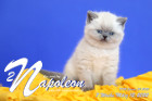 Napoleon ist 7 Wochen alt ( 12.03.2022 )