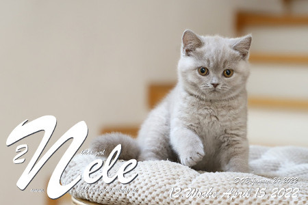 Nele ist 12 Wochen alt ( 15.04.2022 )