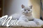 Nele ist 12 Wochen alt ( 15.04.2022 )