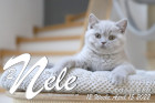 Nele ist 12 Wochen alt ( 15.04.2022 )