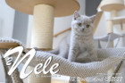 Nele ist 12 Wochen alt ( 15.04.2022 )