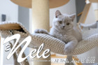 Nele ist 12 Wochen alt ( 15.04.2022 )