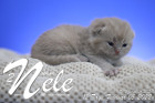 Nele ist 12 Tage alt ( 05.02.2022 )
