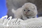 Nele ist 12 Tage alt ( 05.02.2022 )