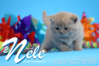 Nele ist 5 Wochen alt ( 25.02.2022 )