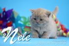 Nele ist 5 Wochen alt ( 25.02.2022 )