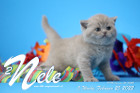 Nele ist 5 Wochen alt ( 25.02.2022 )
