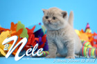 Nele ist 5 Wochen alt ( 25.02.2022 )