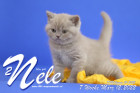 Nele ist 7 Wochen alt ( 12.03.2022 )