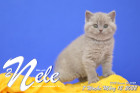Nele ist 7 Wochen alt ( 12.03.2022 )