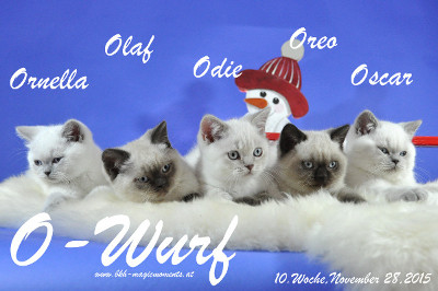 Oreo ist 10 Wochen alt geworden ( 28.11.2015 )