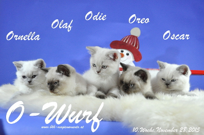 Oscar ist 10 Wochen alt geworden ( 28.11.2015 )