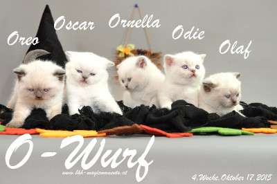 Oreo ist 4 Wochen alt geworden ( 17.10.2015 )