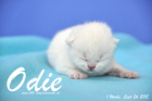 Odie ist 1 Woche alt geworden (26.09.2015)