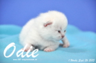 Odie ist 1 Woche alt geworden (26.09.2015)