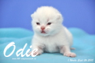 Odie ist 1 Woche alt geworden (26.09.2015)