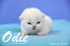 Odie ist 1 Woche alt geworden (26.09.2015)