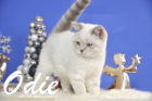 Odie ist 13 Wochen alt geworden ( Weihnachten 2015)