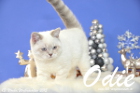 Odie ist 13 Wochen alt geworden ( Weihnachten 2015)