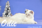 Odie ist 13 Wochen alt geworden ( Weihnachten 2015)