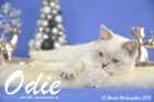 Odie ist 13 Wochen alt geworden ( Weihnachten 2015)