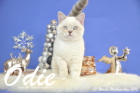 Odie ist 13 Wochen alt geworden ( Weihnachten 2015)
