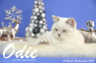 Odie ist 13 Wochen alt geworden ( Weihnachten 2015)