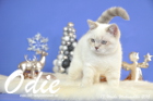 Odie ist 13 Wochen alt geworden ( Weihnachten 2015)