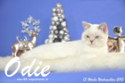 Odie ist 13 Wochen alt geworden ( Weihnachten 2015)